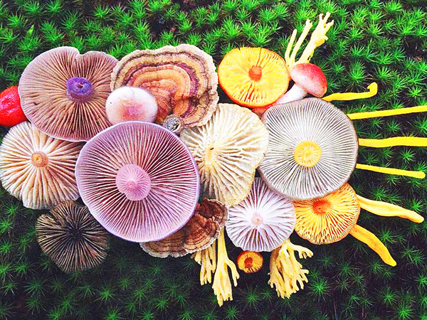 Agenda Cultural: Artes Visuales | Charla | Concierto | Feria   