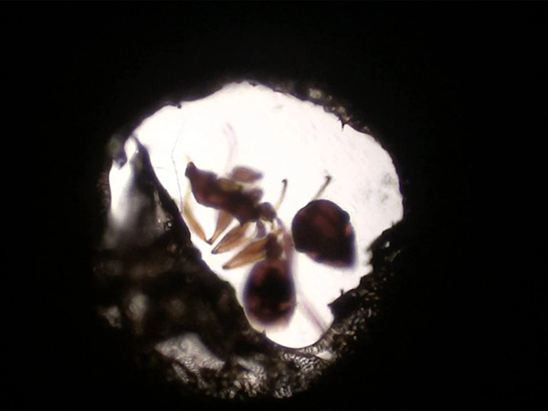 Agenda cultural: BIM 2022 | Impro con señas | Artes Visuales